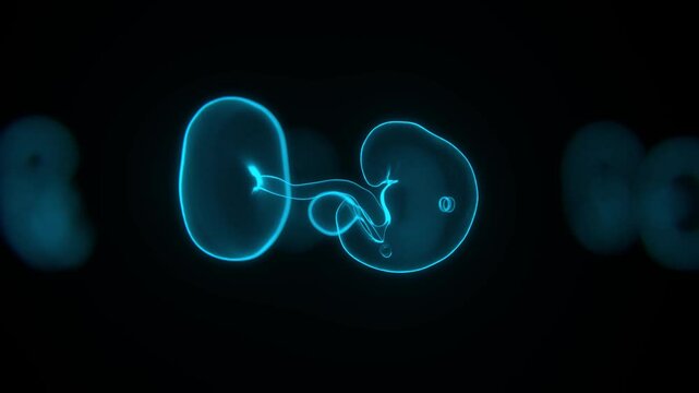 Fetus Development Stages and Embryo development Stages in Xray Video in 4K