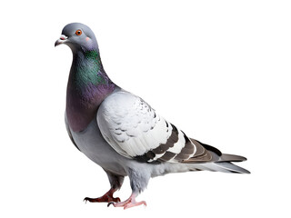 Pigeon dove with structure detail isolated on background, symbol a sense of movement and freedom