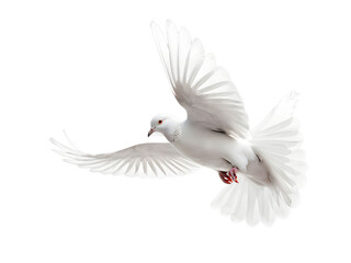 Obraz premium White pigeon dove flying with wings are fully extended visible feather structure detail isolated on white background, symbol a sense of movement and freedom