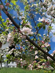 apple blooming tree