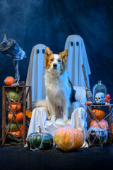 dog on halloween background