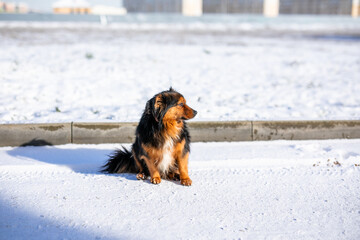 A homeless fluffy black-and-orange dog with beautiful furry ears wanders the streets in the severe winter frost