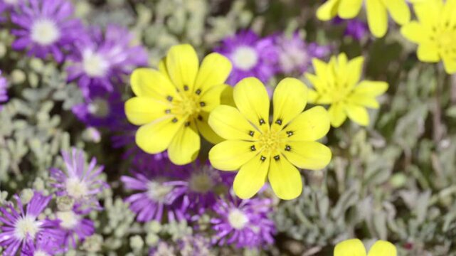 Botterblom or Kougoed flower between Starburst iceplant (Delosperma floribundum) rack focus, blowing in wind, lock shot, slowmotion.