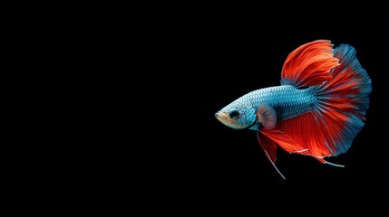 Fototapeta premium Betta fish with bright blue and red colors swimming on a black background