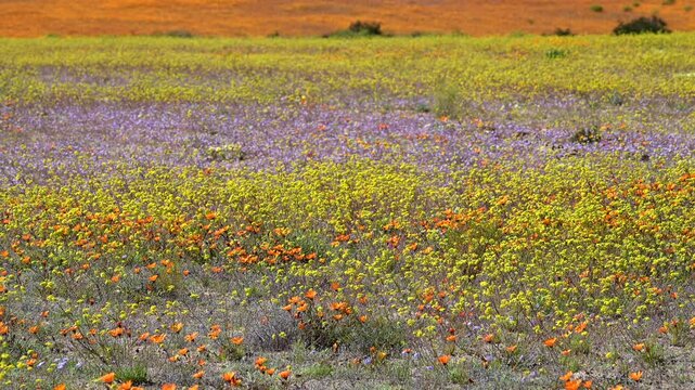 Orange Namaqualand daisy (Dimorphotheca sinuata) and Canola (Brassica napus )flower field, Namaqua National Park.
