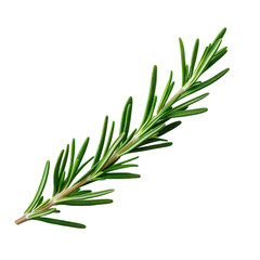 Fototapeta premium Fresh rosemary herb sprig, on transparent background.