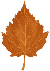 Fototapeta premium Hand-drawn textured autumn birch leaf isolated on a transparent background. Beautiful fall season decoration in watercolor style in orange shades