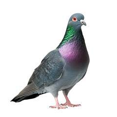 Pigeon with colorful plumage,  on transparent background.