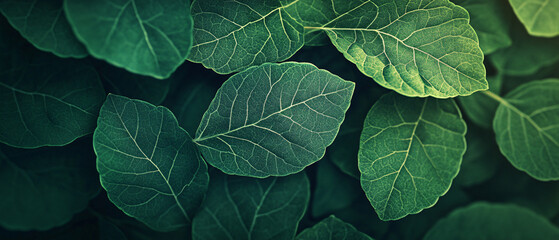 Fototapeta premium Close Up Macro Photography of Lush Green Leaves with Detailed Veins, Close Up Macro Photography of Lush Green Leaves with Detailed Ve