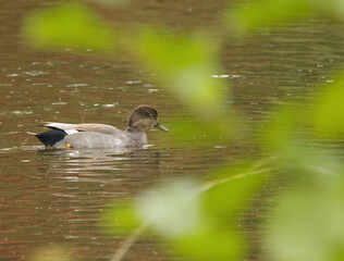 Gadwall in pond, gadwall between green leaves, gray duck between bushes, duckling in lake, framed in green