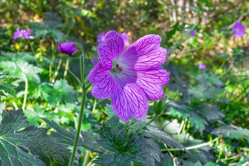 Druce's Crane's Bill (Geranium x oxonianum) garden plant with purple pink funnel flowers and...