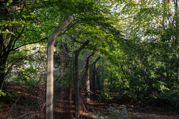 Obraz premium Overgrown abandoned rusty broken security chain link fence with concrete posts in dense wood or forest