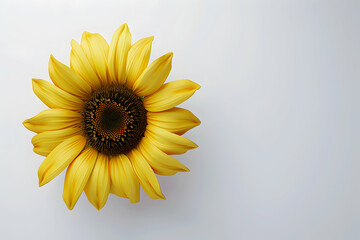 Obraz premium A single yellow sunflower isolated on a white background.