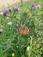 butterfly on flower