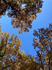 Obraz premium autumn leaves against sky