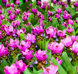 Obraz premium Purple ginger flowers are a natural beauty that grows seasonally.