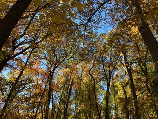 Fototapeta premium autumn in the park