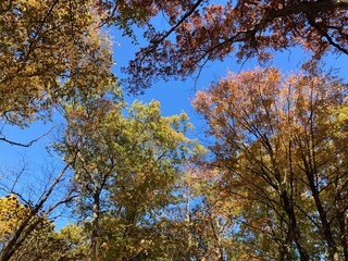 autumn trees against sky