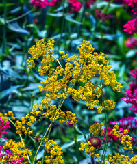 Obraz premium Thalictrum flavum. A perennial tall plant with yellow small flowers blooms in summer in nature