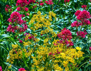 Thalictrum flavum. A perennial tall plant with yellow small flowers blooms in summer in nature