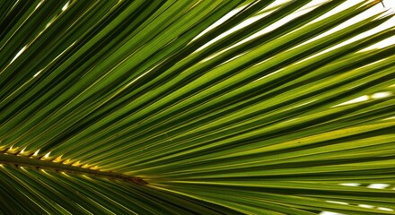 Fototapeta premium Palm Leaf Texture