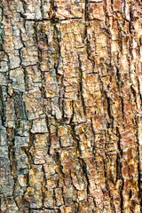 bark of a tree