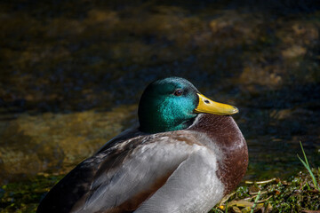 Male duck in the water