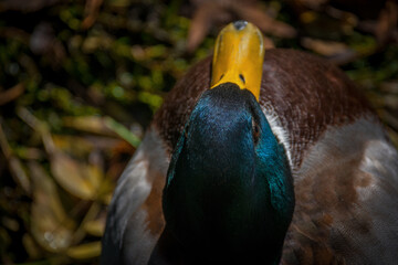 Top view of a mallard duck