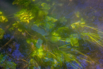 Viwe into the lake wuth green plants