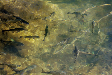 Fish inclear lake  water
