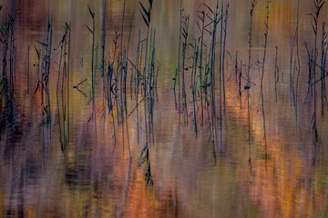 High gras in autumn coloured lake