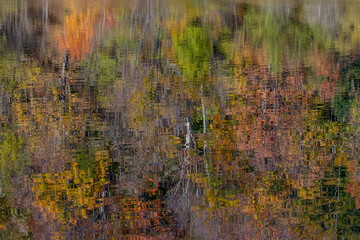 Autumn forest reflection in lake surface
