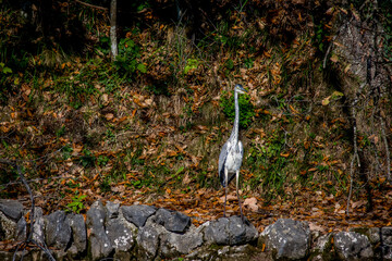Heron in the woods