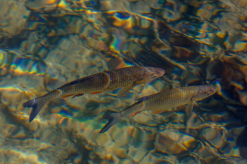 Fish in clear water