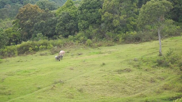 herding buffalo in the green hills of garut indonesia buffalo hill