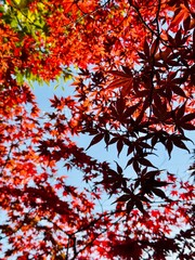 真っ赤な紅葉　平岡樹芸センター