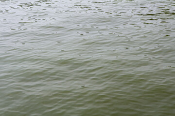 Calm Rippling Water Surface in Natural Lake