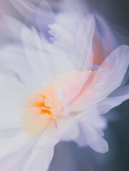 Obraz premium Abstract Vintage Dark Blurred Blossom Flowers Backgrounds Texture