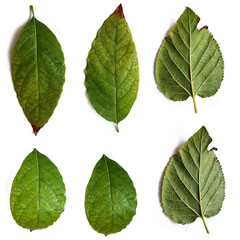 green leaves isolated on white background, set of leaves