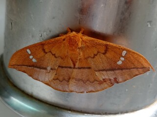 Cricula trifenestrata close up photo