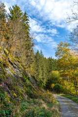 Fototapeta premium Herbstlicher Wald auf dem Wanderweg zu den Bieley-Felsen - Matterhorn der Eifel nahe Höfener Mühle auf der Narzissenroute