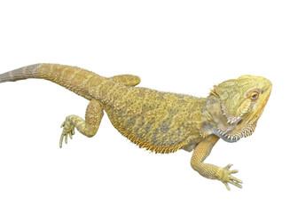 Agama lizard isolated on white background