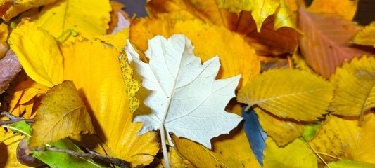 yellow autumn leaves