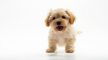 Obraz premium A cute pet captured in a playful or candid moment, showcasing its personality against a solid white background.