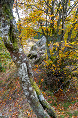 Bieley-Felsen - Das "Matterhorn der Eifel" an der Narzissenroute im Herbst bei Höfen, Eifel