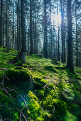 Herbstlicher Wald auf dem Wanderweg zu den Bieley-Felsen - Matterhorn der Eifel nahe Höfener Mühle auf der Narzissenroute