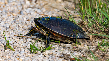 Painted Turtle Laying Eggs