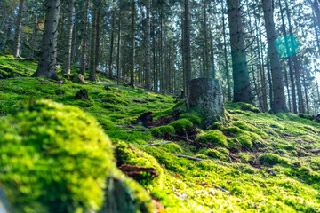 Herbstlicher Wald auf dem Wanderweg zu den Bieley-Felsen - Matterhorn der Eifel nahe Höfener Mühle auf der Narzissenroute