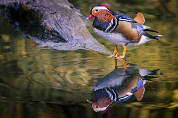 Mandarin duck on a rock with reflection in a pond.