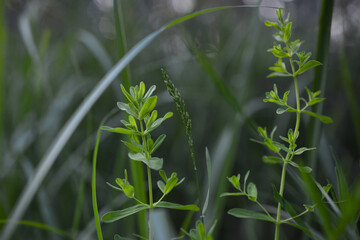 Naklejka premium grass in the morning